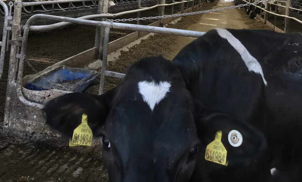 Bílení stájí – ukázka realizace